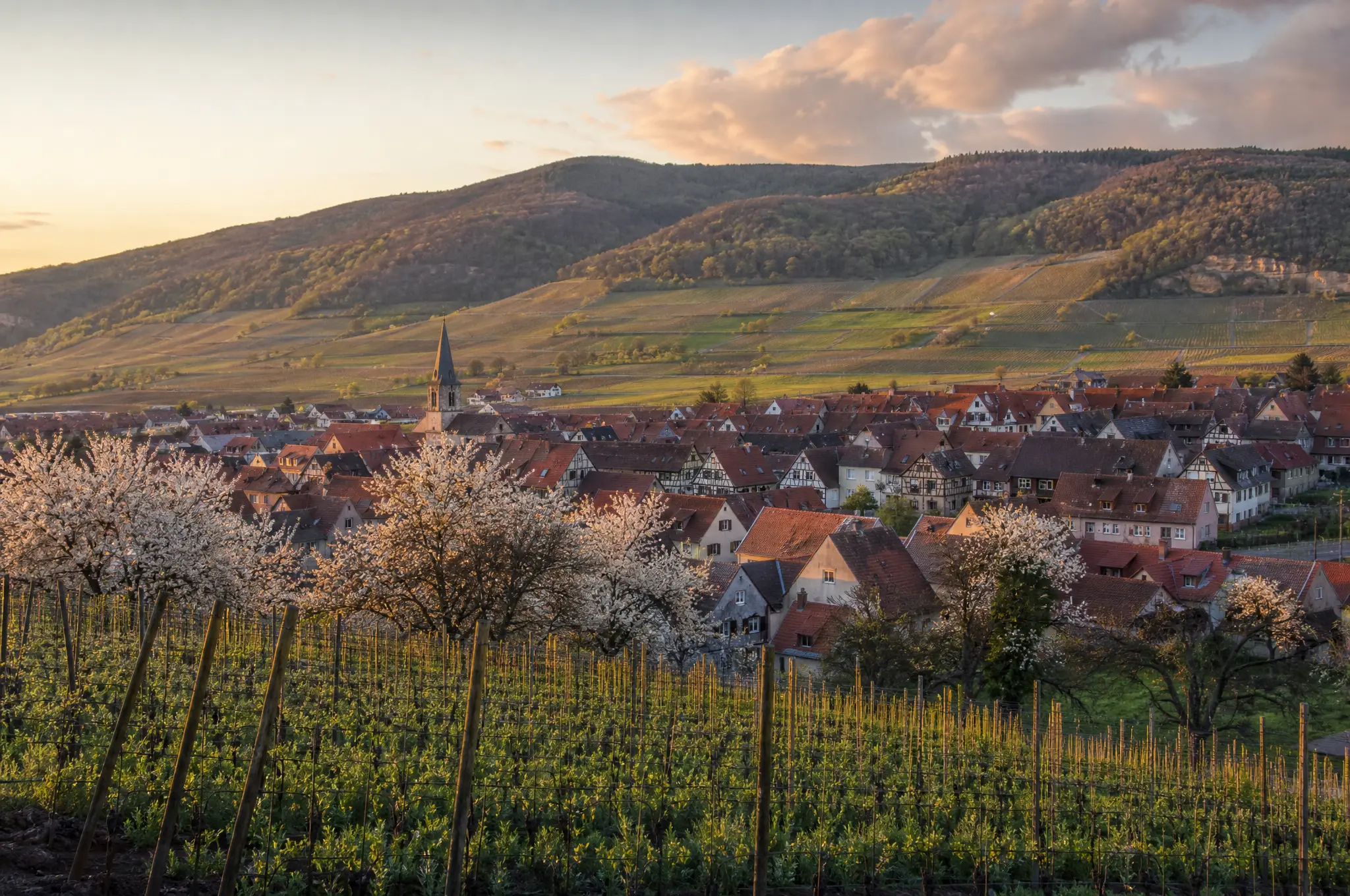 Pfalz Estate