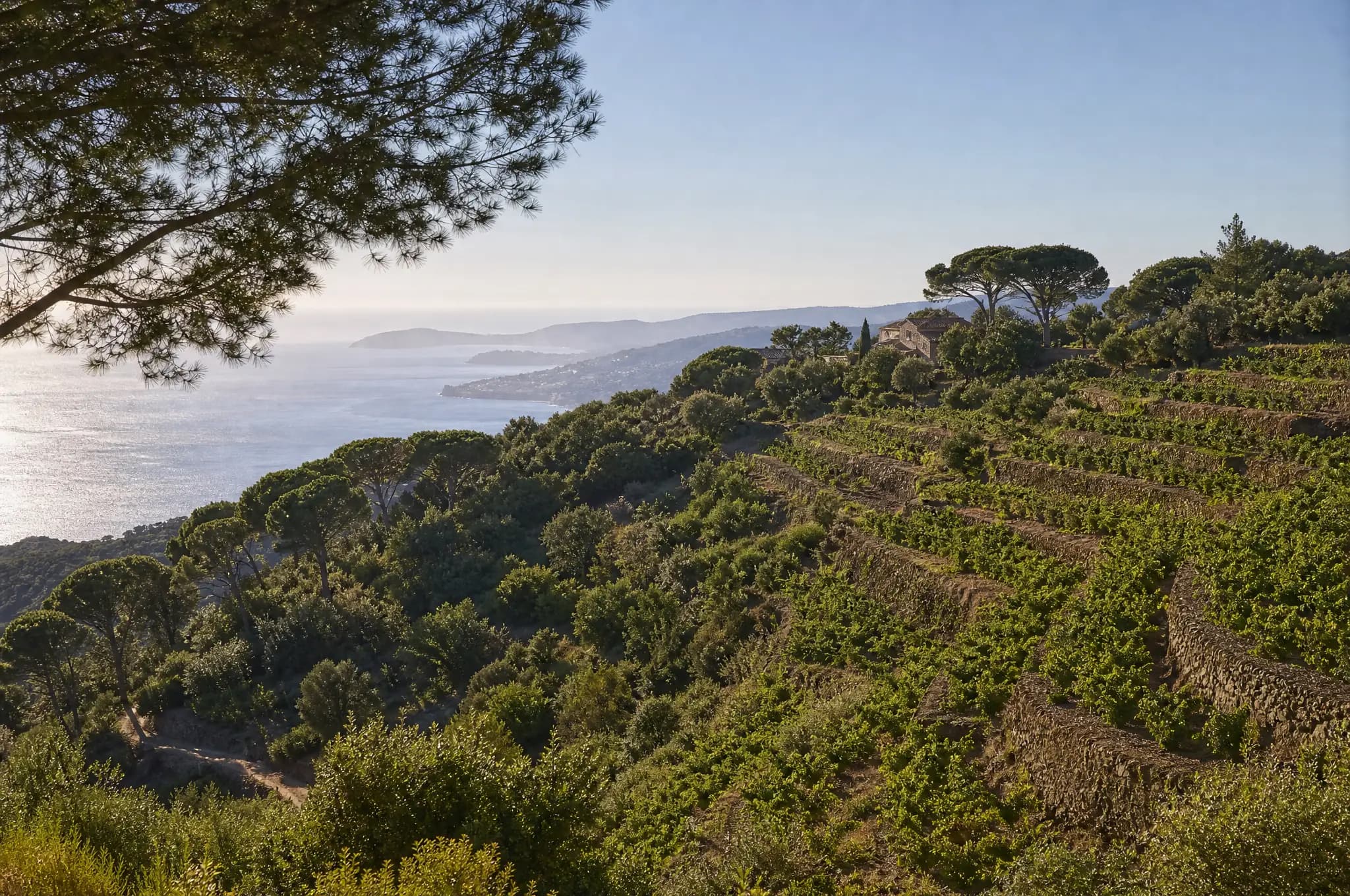 Bandol Rosé — Bandol