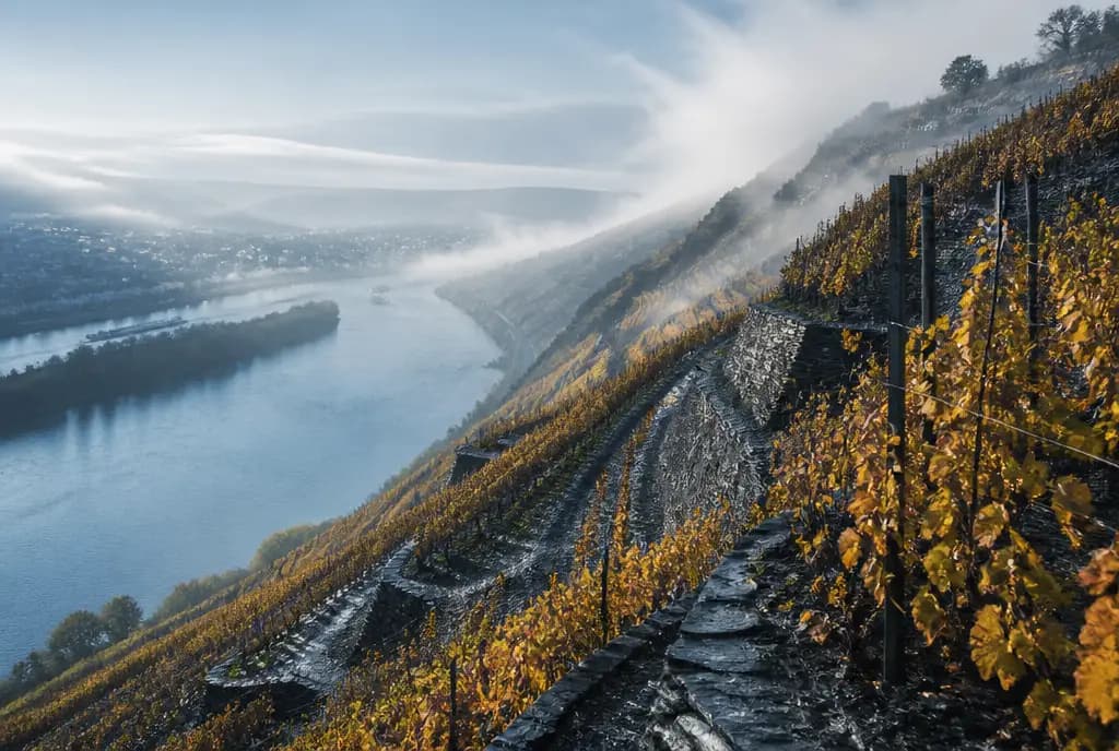Riesling Grosses Gewächs — Rheingau