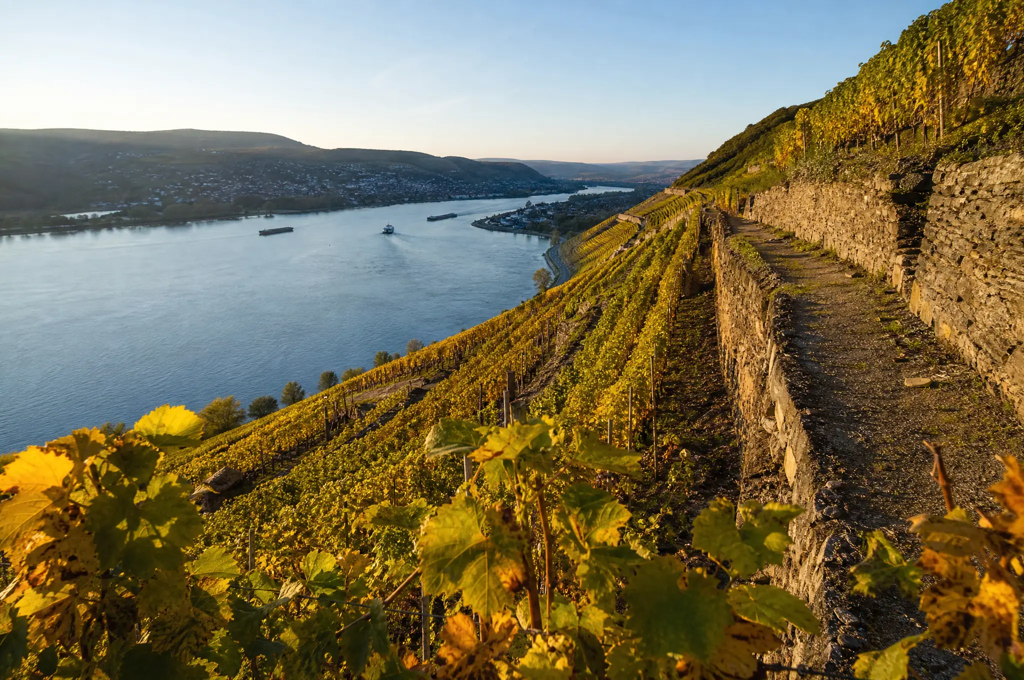 Rheingau Estate