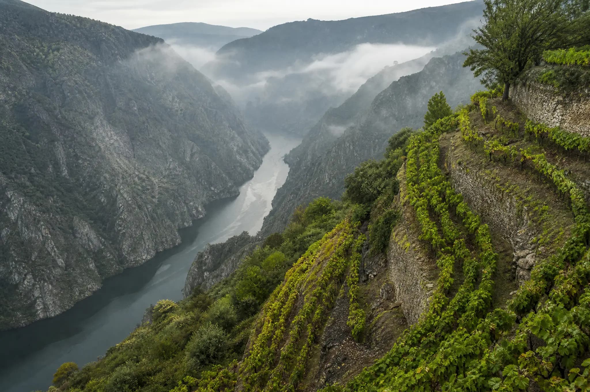 Ribeira Sacra Mencía — Ribeira Sacra