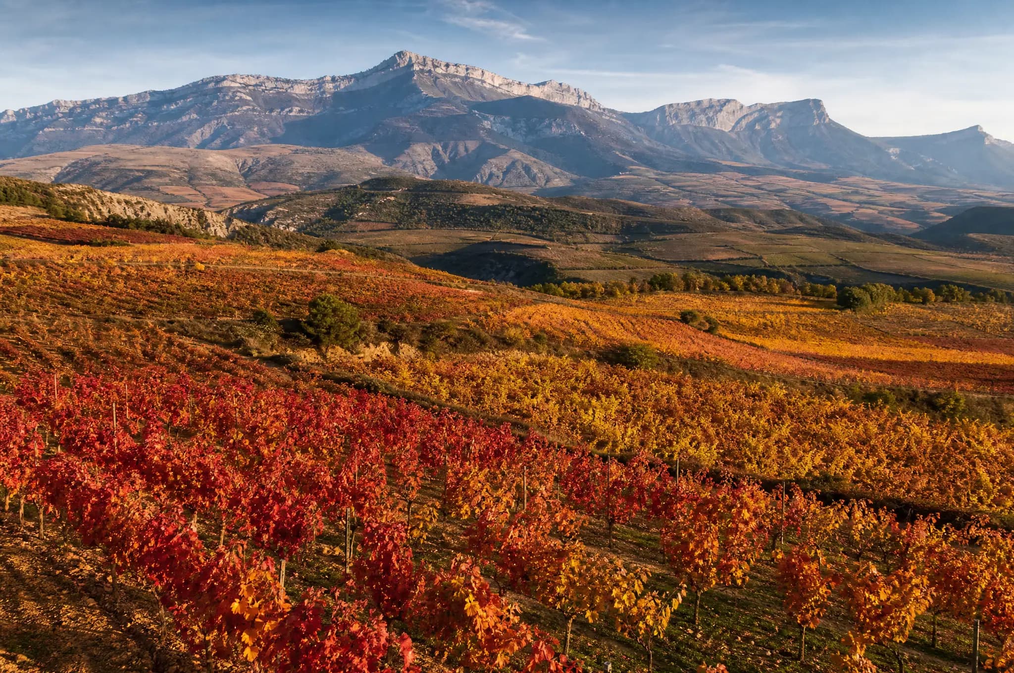 Rioja Reserva — Rioja