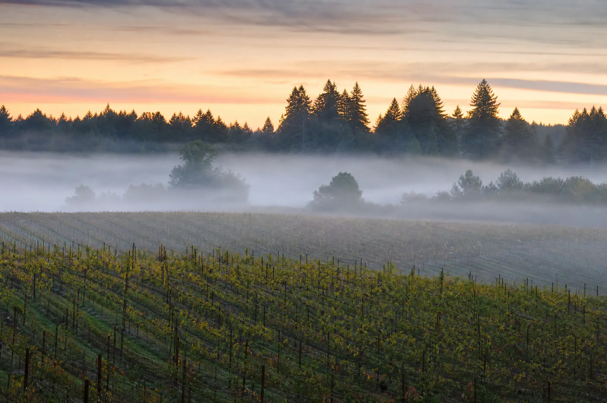 Russian River Valley Estate