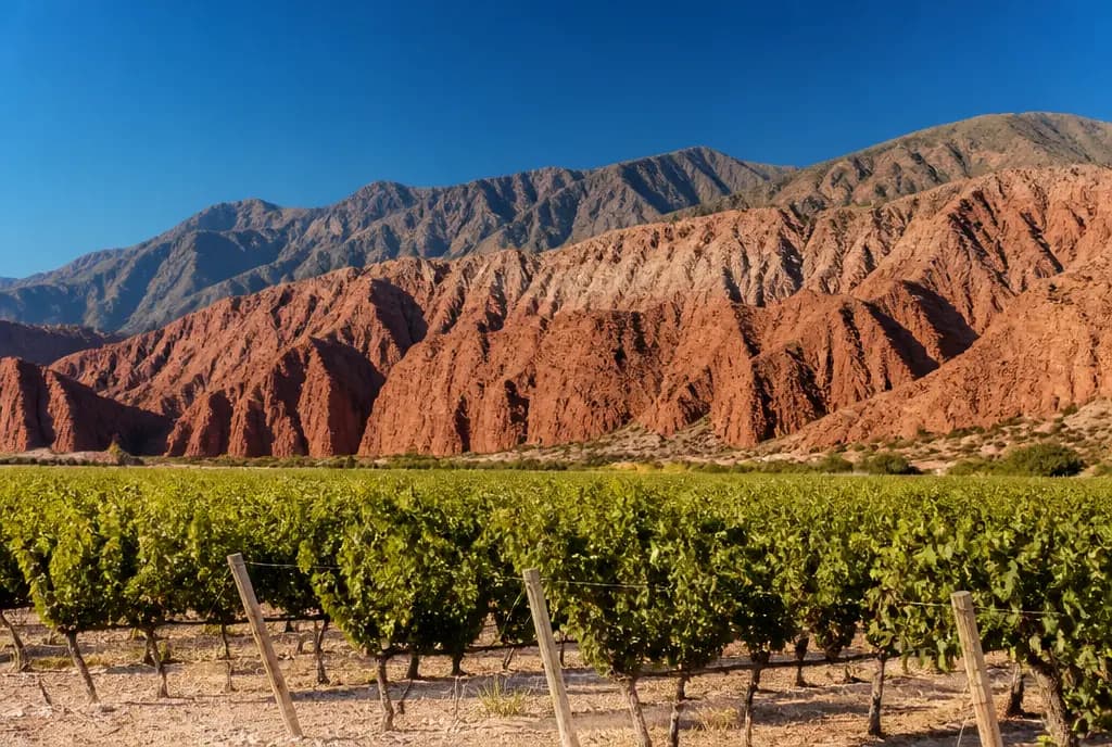 Torrontés de Altura — Cafayate
