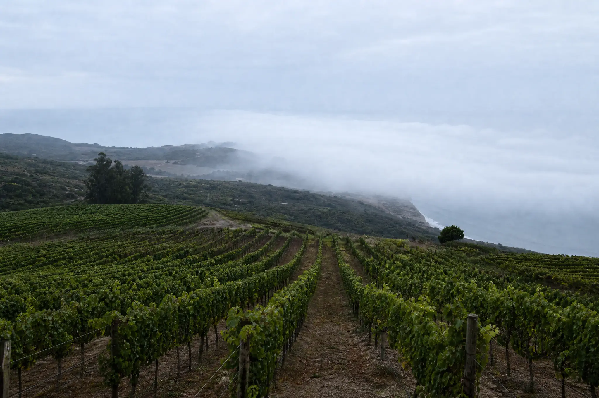Leyda Valley Estate