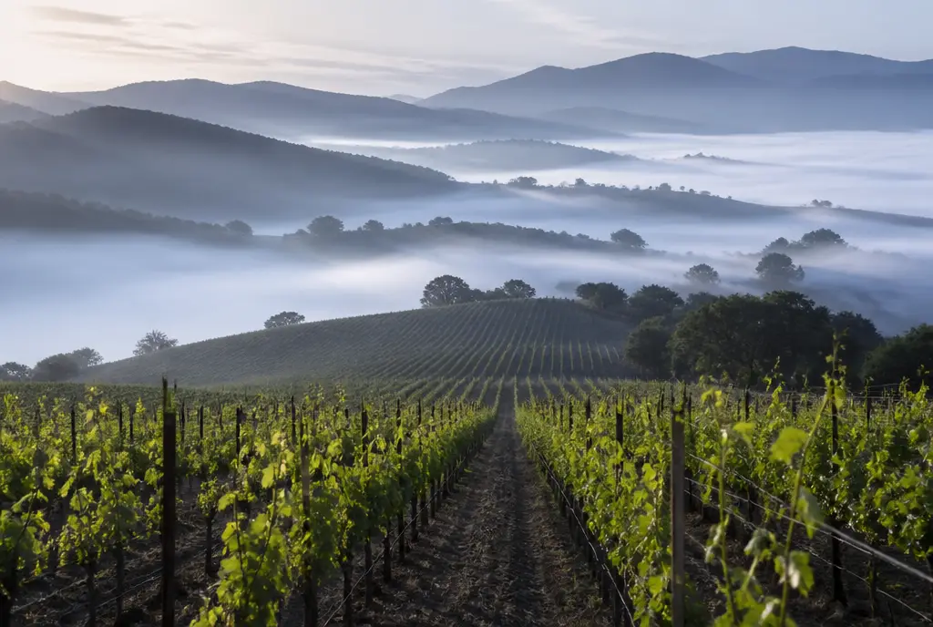 Coastal Chardonnay — Sta. Rita Hills