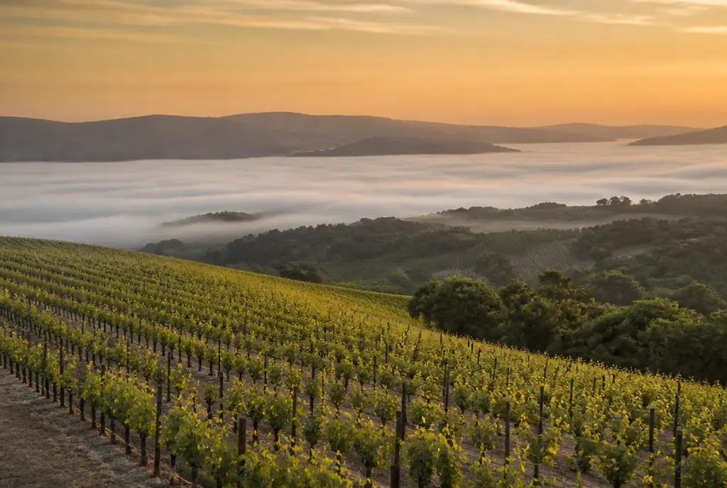 Sta. Rita Hills Pinot Noir — Sta. Rita Hills