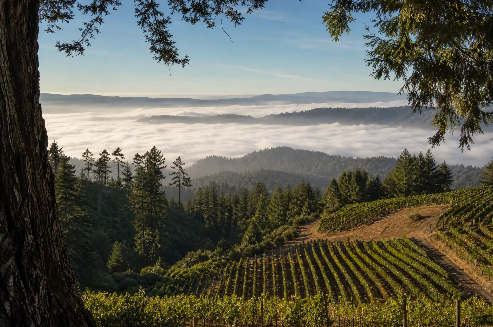 Santa Cruz Mountains Estate