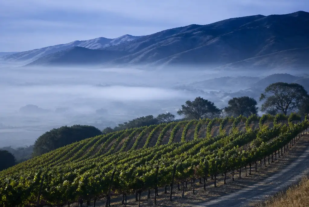 Bench Syrah β Santa Lucia Highlands