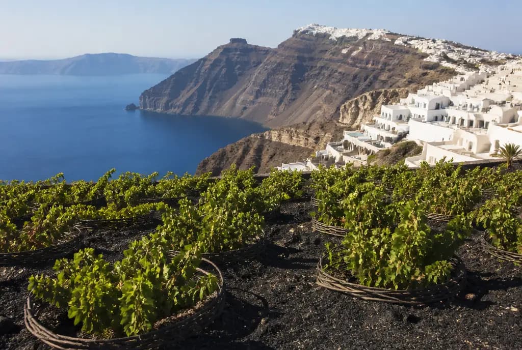Santorini Assyrtiko — Santorini