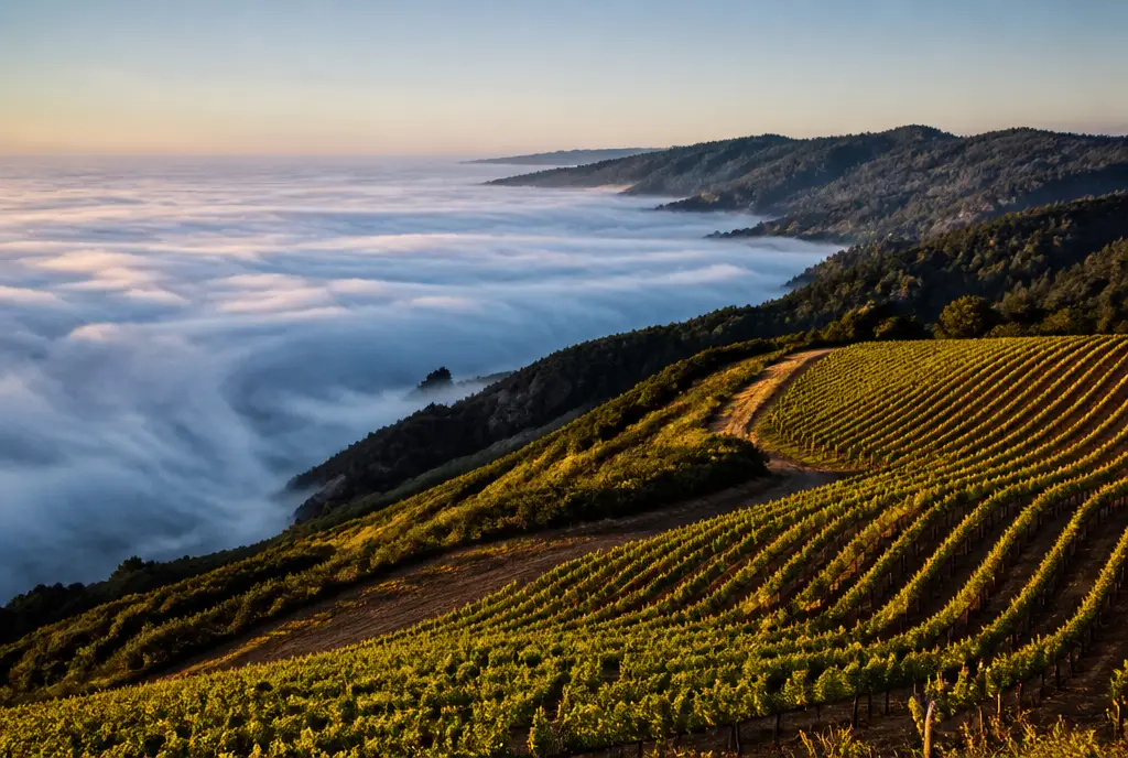 Ridgetop Pinot Noir β Sonoma Coast
