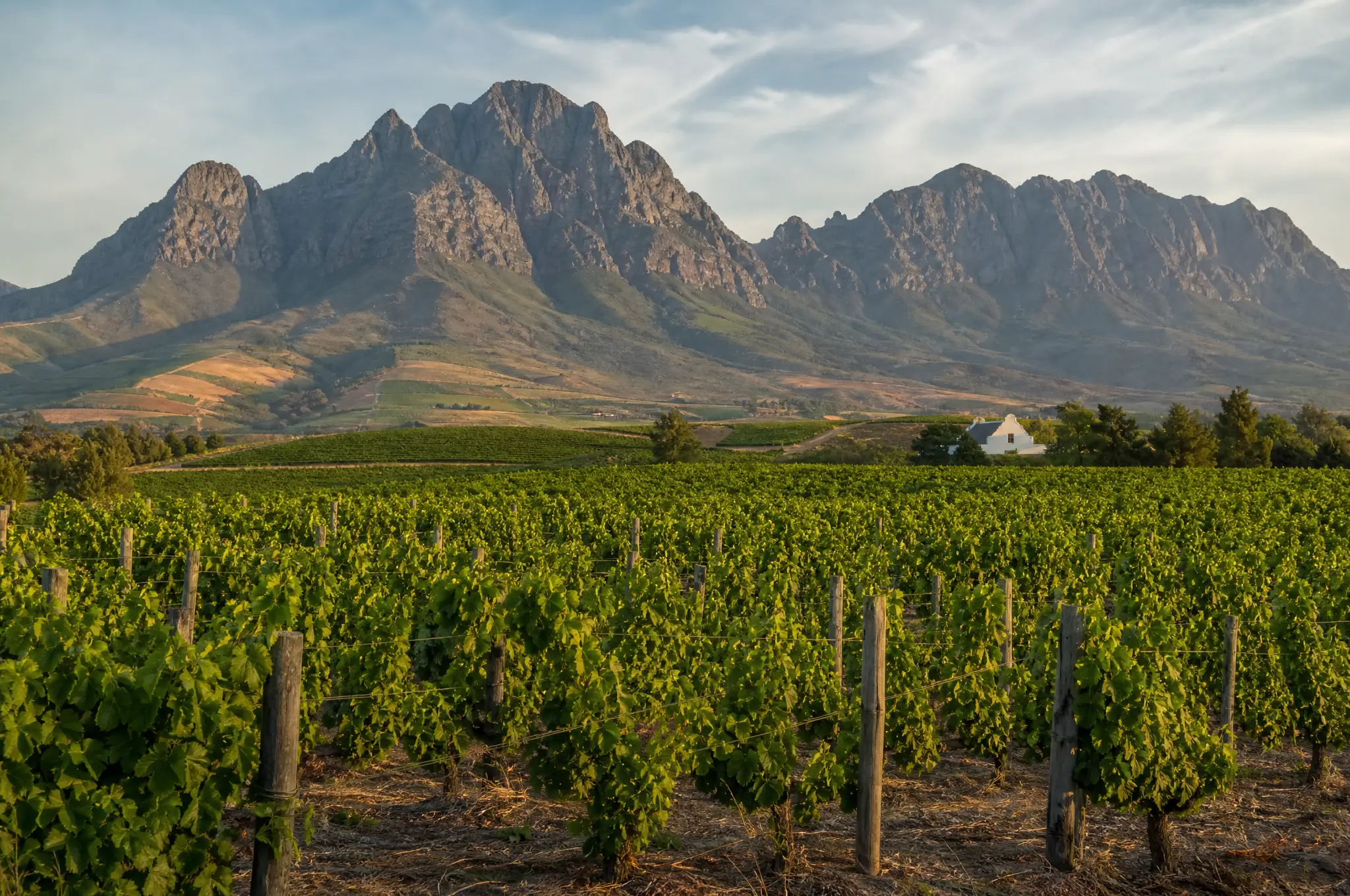 Stellenbosch Estate