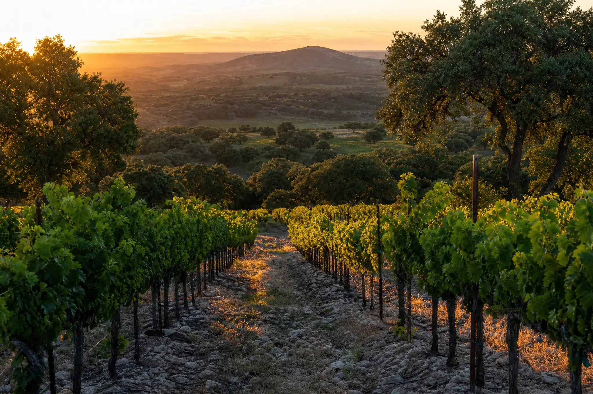 Hill Country Tempranillo — Texas Hill Country