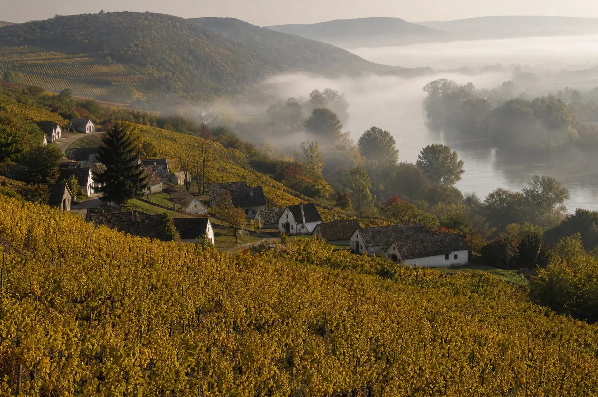 Tokaj Estate