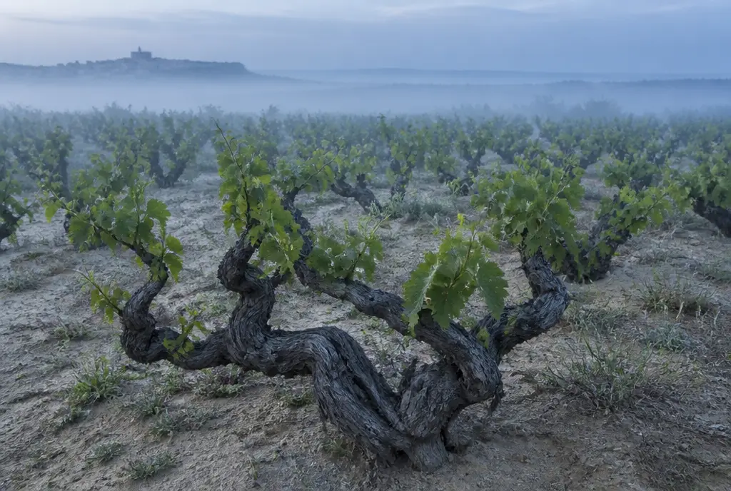 Old Bush-Vine Tinta de Toro β Toro