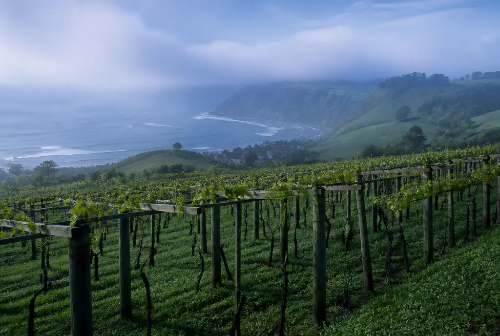 Single-Vineyard Txakoli β Getariako Txakolina