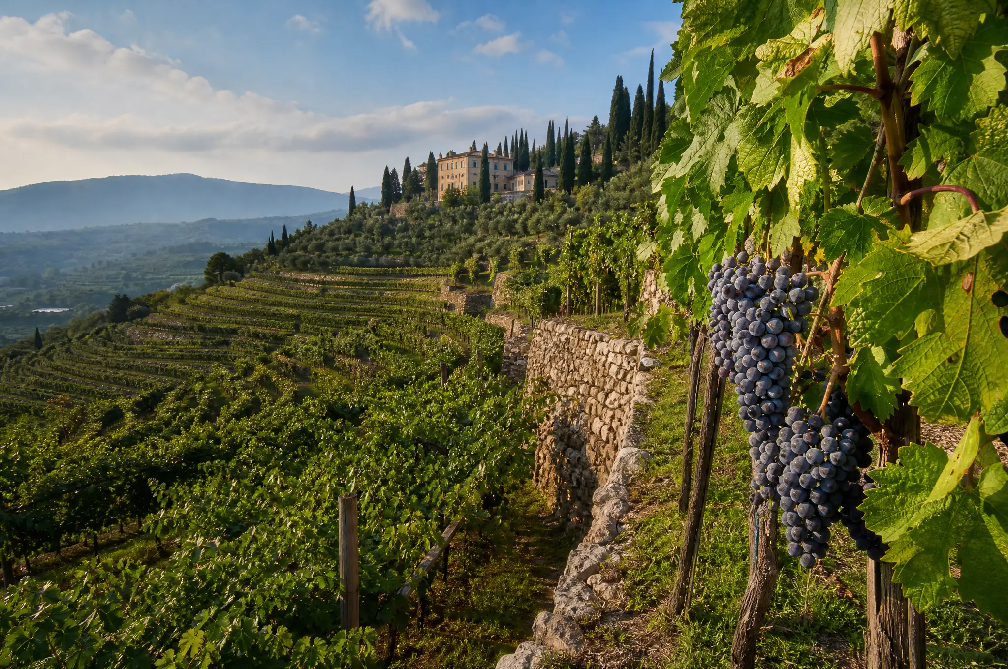Valpolicella Estate