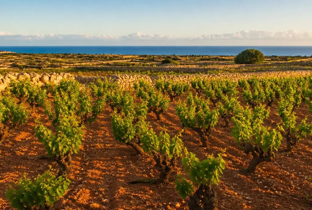 Nero d'Avola Vecchie Vigne β Vittoria