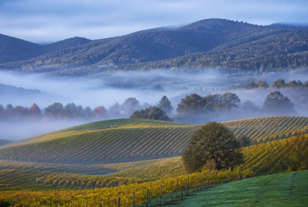 Upper Yarra Chardonnay β Yarra Valley