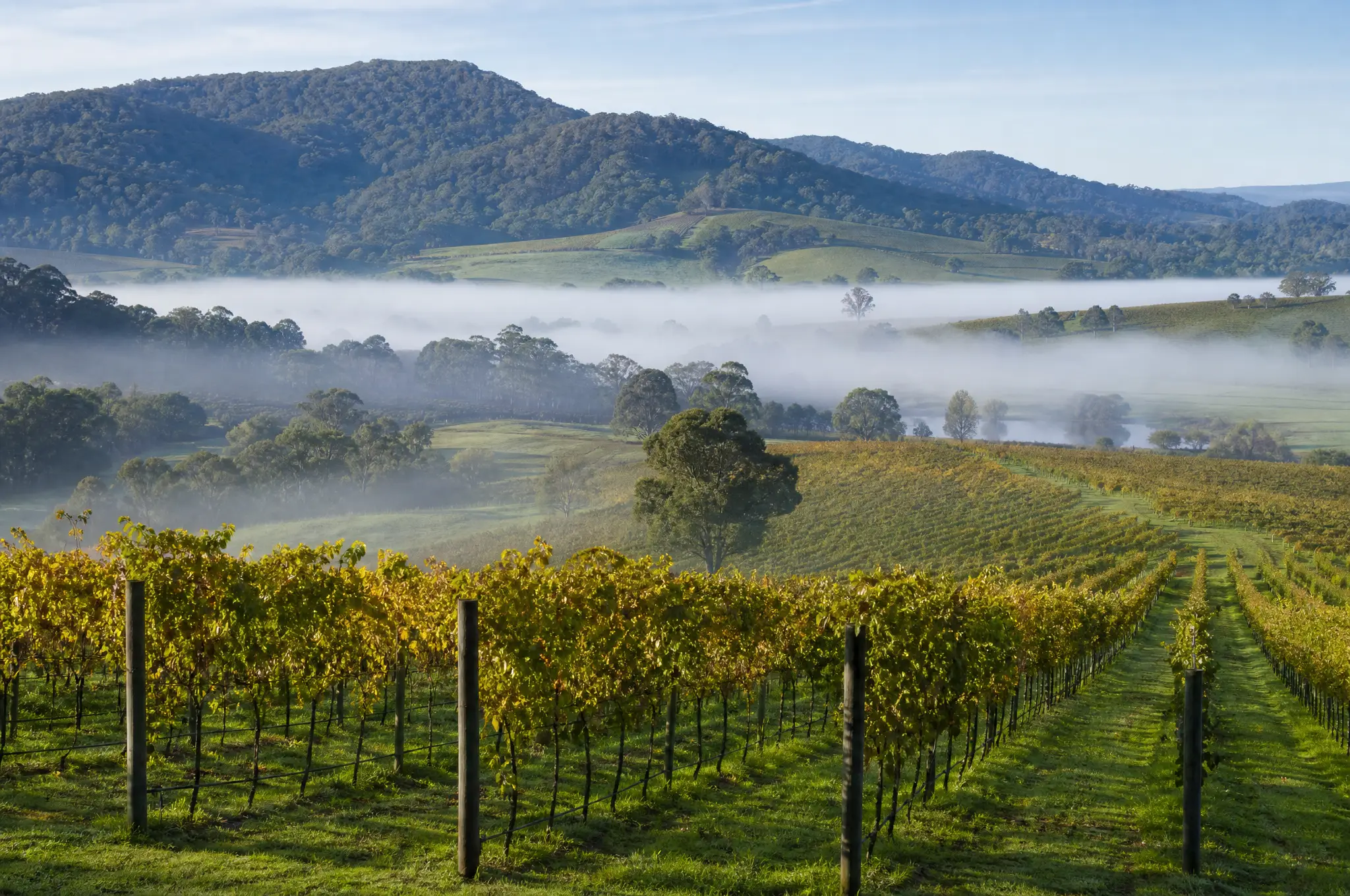 Yarra Valley Estate
