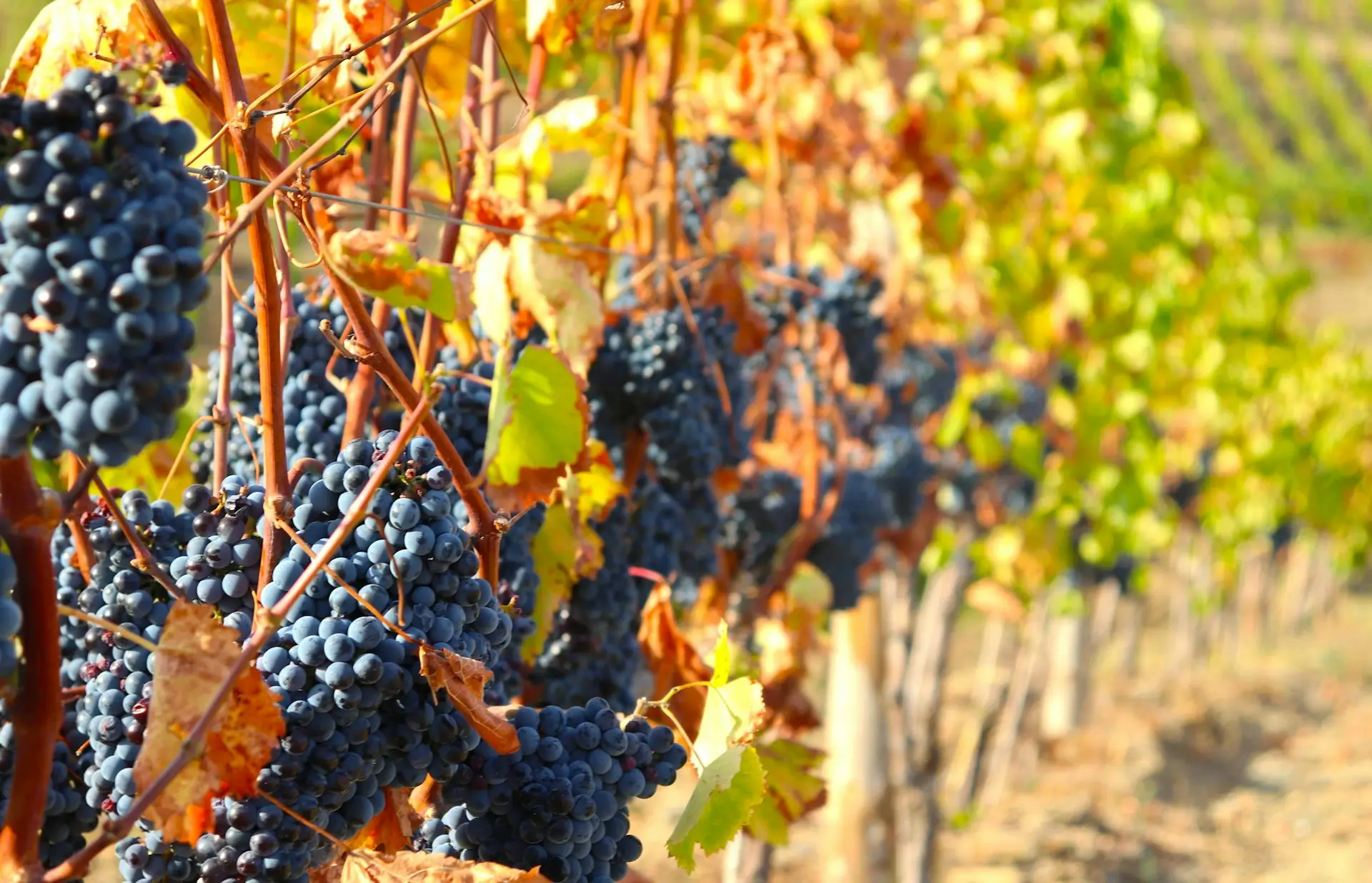 Why Marie Laurent let 32 strangers help pick her harvest date